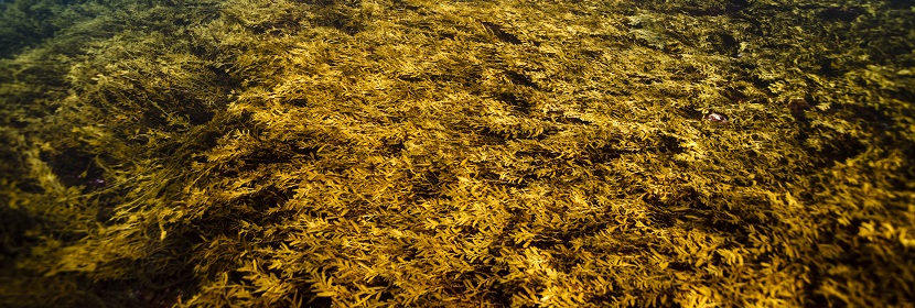近岸海域应急监测