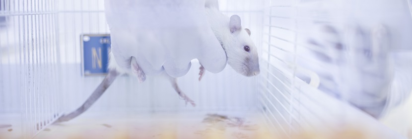 化妆品急性眼刺激性/腐蚀性试验